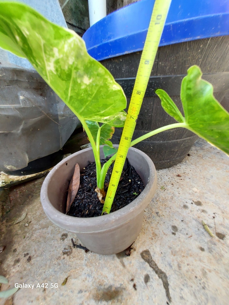 1 Alocasia Variegated Green Off-White Yellowish Young Live Plant Rare Hard Find Elephant Ear No ship to CA, HI Pease read image 2