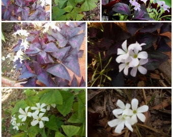 10 Mixed Bulbs Clusters of Purple & Green Oxalis Triangularis Heart Not PLANTS (No Ship to CA, HI) **Please, read**