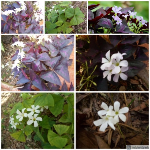 Buy 2 Get 1 free: 10 Mixed Bulbs Clusters of Purple & Green Oxalis Triangularis Heart Not PLANTS (No Ship to CA, HI) **Please, read**