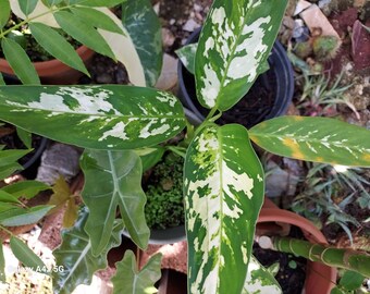 Dumb Cane Dieffenbachia Variegated Plant Green White Rare (NO ship to CA, HI) Air Purifier Hard to Find **Pease read, read**