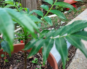 1 Dwarf Jobo Tropical Fruit Tree Starter Plant Spondias Mombin Hog Plum Over 7" (No Ship to CA, HI)   **Please, read**