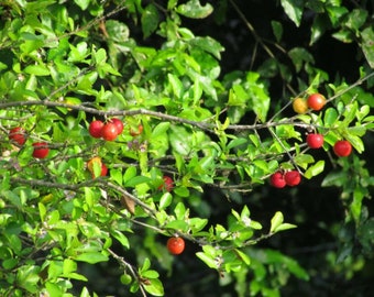 1 Acerola Barbados Cherry Tree Shrub Seedling Plant Tropical Fruit Over 24".  (No Ship to CA, HI)  **Please, read, read**