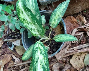 Aglaonema Chinese Evergreen Pseudobracteatum Young Plant RARE Hard to find Air Purifier (No Ship to CA, HI) **Please Read, read**