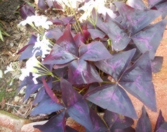 Buy 2 get 1 free: 9 purple Oxalis Bulbs Clusters of Triangularis Heart Not PLANTS (No Ship to CA, HI) **Please, read**