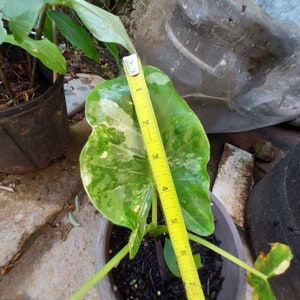 1 Alocasia Variegated Green Off-White Yellowish Young Live Plant Rare Hard Find Elephant Ear No ship to CA, HI Pease read image 3