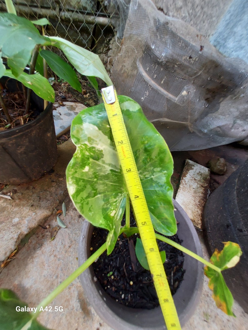 1 Alocasia Variegated Green Off-White Yellowish Young Live Plant Rare Hard Find Elephant Ear No ship to CA, HI Pease read image 3