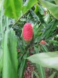 3 Shampoo Ginger Awapuhi Zingiber Zerumbet Pine Cone Rhizomes Roots Exotic Tropical (No Ship to HI) **Please, read**