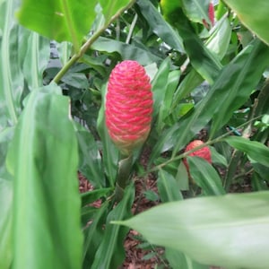 3 Shampoo Ginger Awapuhi Zingiber Zerumbet Pine Cone Rhizomes Roots Exotic Tropical (No Ship to HI) **Please, read**