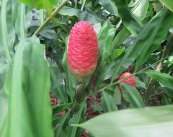 3 Shampoo Ginger Awapuhi Zingiber Zerumbet Pine Cone Rhizomes Roots Exotic Tropical (No Ship to HI) **Please, read**