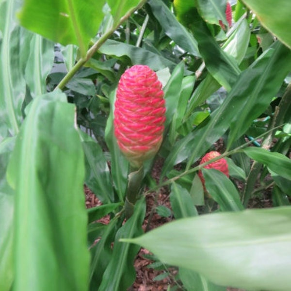 3 Shampoo Ginger Awapuhi Zingiber Zerumbet Pine Cone Rhizomes Roots Exotic Tropical (No Ship to HI) **Please, read**