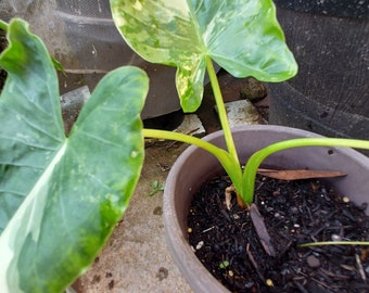 1 Alocasia Variegated Green Off-White Yellowish Young Live Plant Rare Hard Find Elephant Ear (No ship to CA, HI) **Pease read**