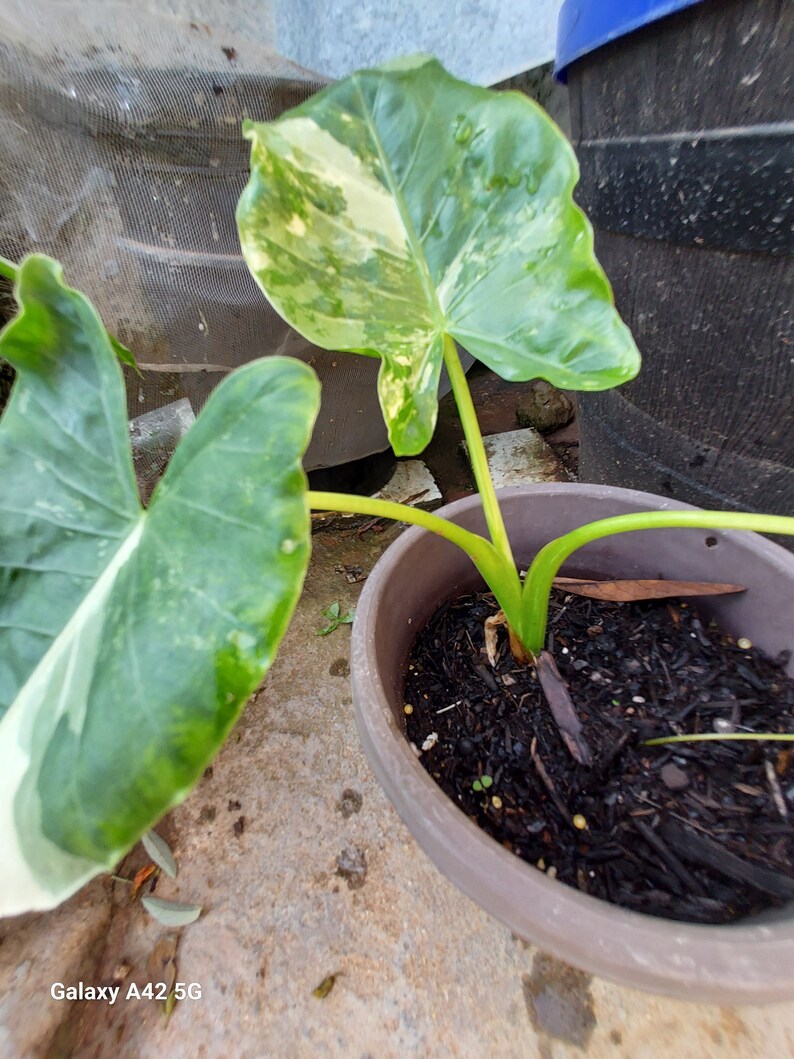 1 Alocasia Variegated Green Off-White Yellowish Young Live Plant Rare Hard Find Elephant Ear No ship to CA, HI Pease read image 1