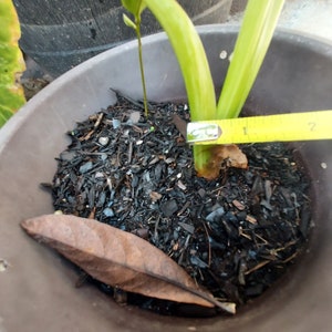 1 Alocasia Variegated Green Off-White Yellowish Young Live Plant Rare Hard Find Elephant Ear No ship to CA, HI Pease read image 5