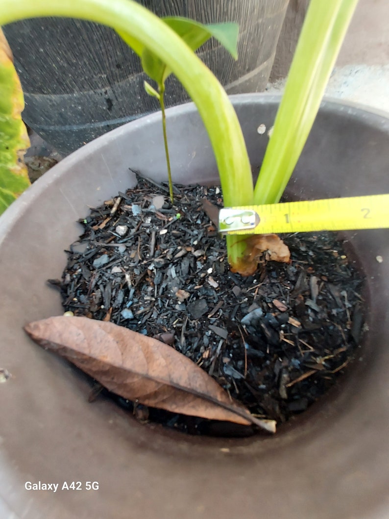 1 Alocasia Variegated Green Off-White Yellowish Young Live Plant Rare Hard Find Elephant Ear No ship to CA, HI Pease read image 5