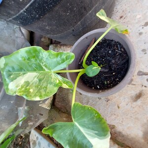 1 Alocasia Variegated Green Off-White Yellowish Young Live Plant Rare Hard Find Elephant Ear No ship to CA, HI Pease read image 4