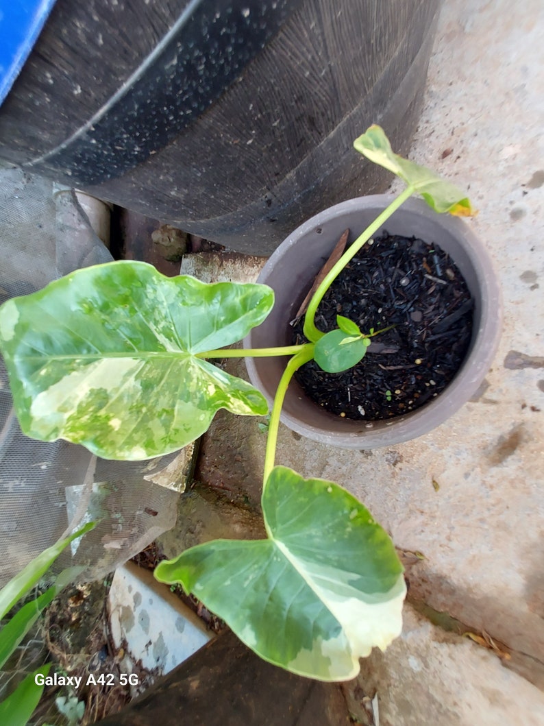 1 Alocasia Variegated Green Off-White Yellowish Young Live Plant Rare Hard Find Elephant Ear No ship to CA, HI Pease read image 4