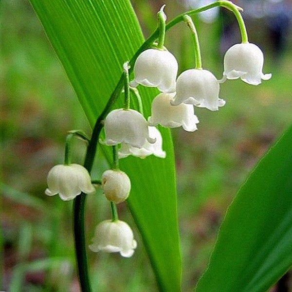 10 Lilly of the Valley, May Lilly perennial starts. Blooms white bell shaped flowers in late spring.