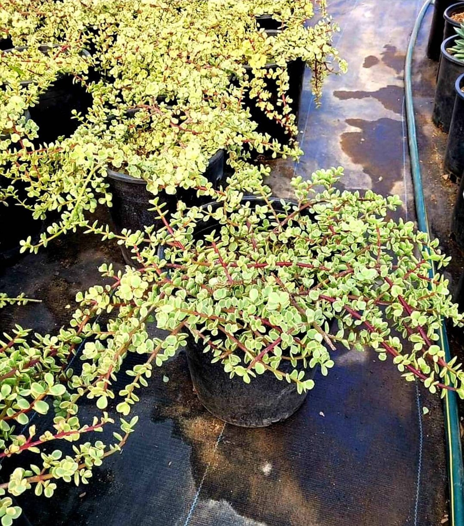 Variegated Elephant Bush succulent 5 gallon drought tolerant | Etsy