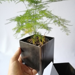 Pair of Industrial Style Metal Square Pots / acero corten / Perfect Pair for Your Decoration, Unique Ideas for Indoor and Outdoor Garden image 5