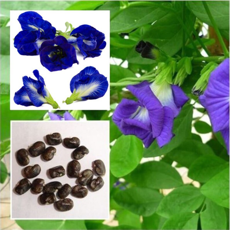 Thai Double BLUE BUTTERFLY PEA Seeds Clitoria Ternatea Flower Etsy