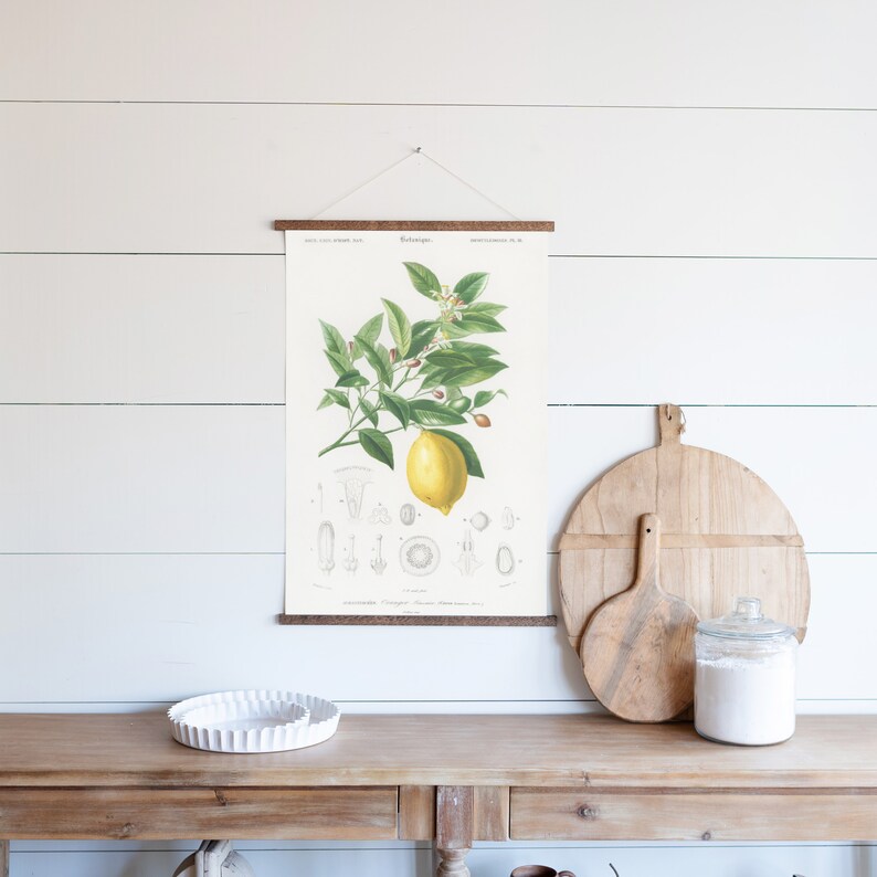 May include: A vintage botanical illustration of a lemon tree with a single ripe lemon hanging from a branch. The illustration is printed on a white background and framed with a wooden frame. The illustration is hanging on a white wall.