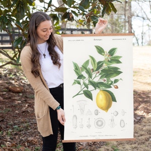 May include: A vintage botanical illustration of a lemon tree with a single ripe lemon, leaves, and flowers. The illustration is printed on a canvas and is hanging on a wall.