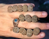 Gray Lithops Live Plant