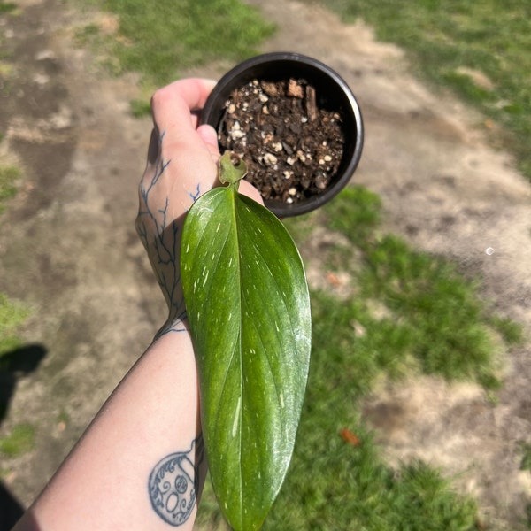 Monstera Standleyana Albo rooted mid cut please read item description