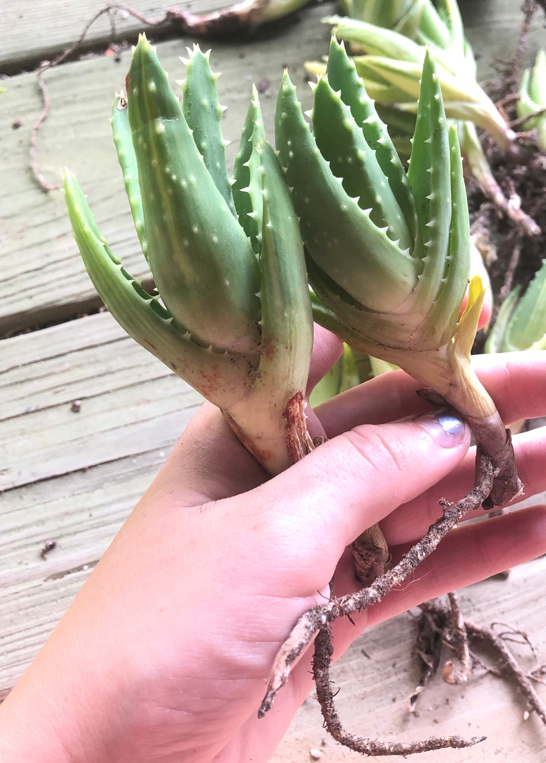 Low variegated gold tooth aloe succulent live plant rooted