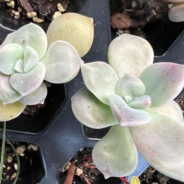 Purple Graptopetalum Superbum Please read item description