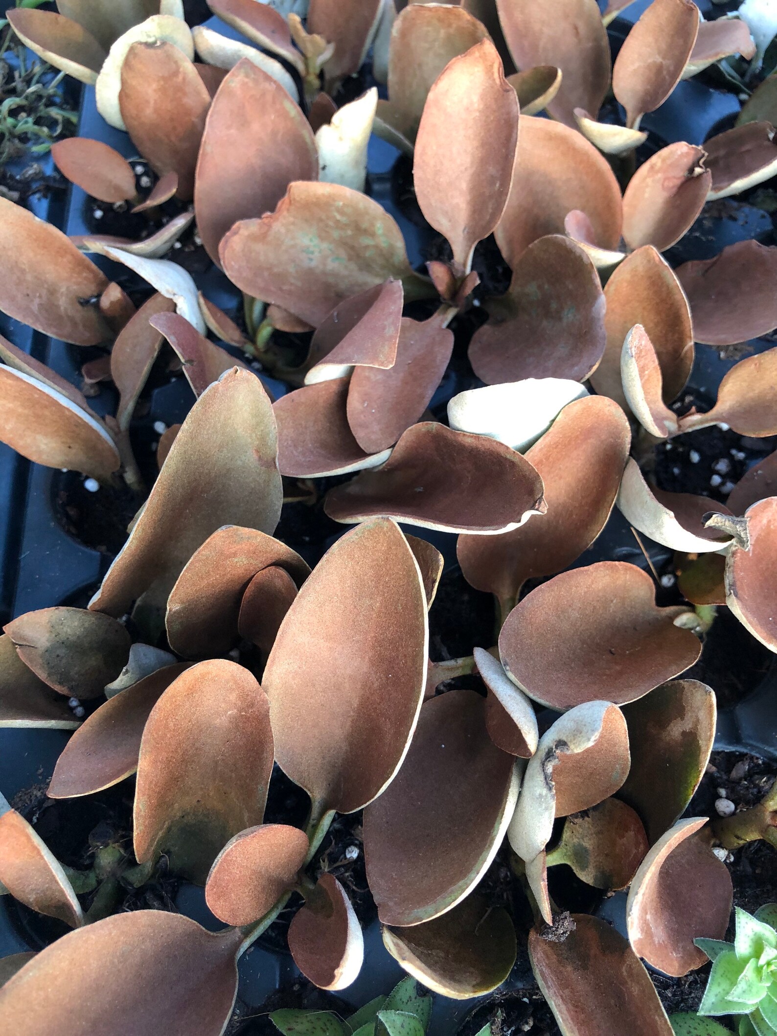 Kalanchoe orgyalis copper spoons succulent live plant Etsy
