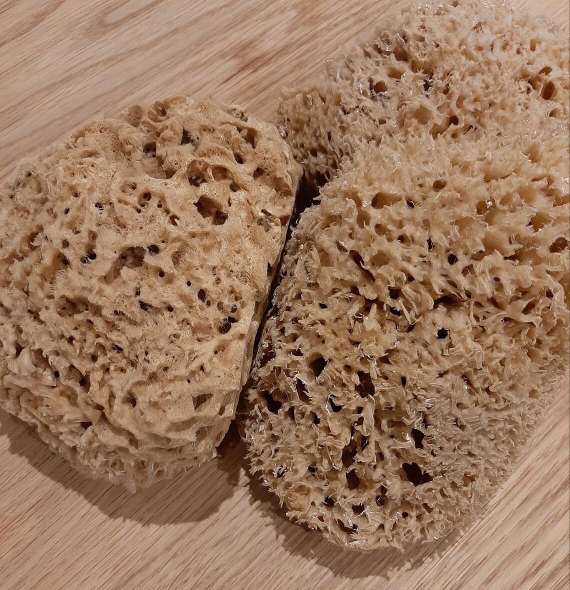 Extra Large Unbleached Natural Sea Sponge Etsy