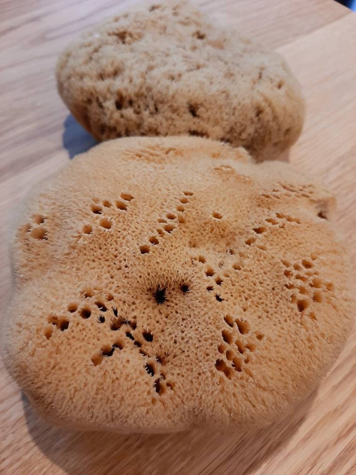 Extra Large Unbleached Natural Sea Sponge Etsy