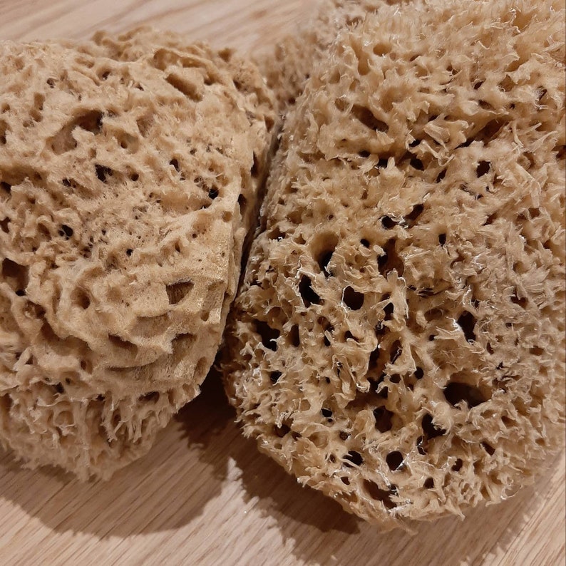 Extra Large Unbleached Natural Sea Sponge Etsy