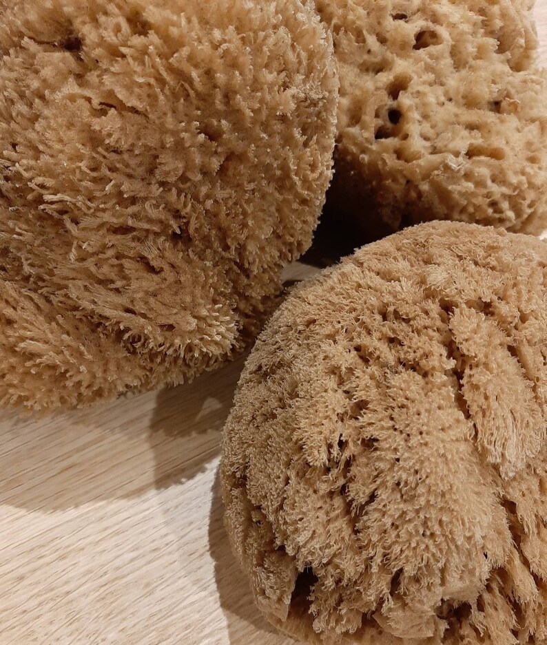 Extra Large Unbleached Natural Sea Sponge Etsy