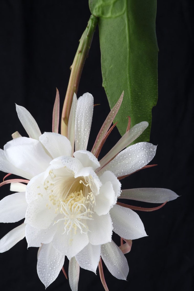 LIVE Epiphyllum oxypetalum Night Blooming Cereus Queen of the Etsy