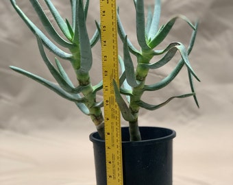 Aloidendron Ramosissimum - Wildpretii *US Seller* formerly Aloe Ramosissima for Sale