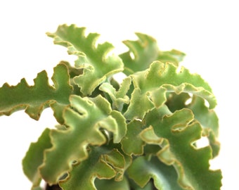 K. Maltese Cross - Wildpretii- RARE - LIVE Kalanchoe Beharensis Plant for Sale - Ships Bare Root