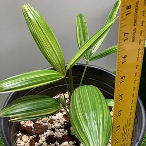 Wildpretii - Variegated Rhapis Excelsa Lady Palm Plant for Sale 2Gal