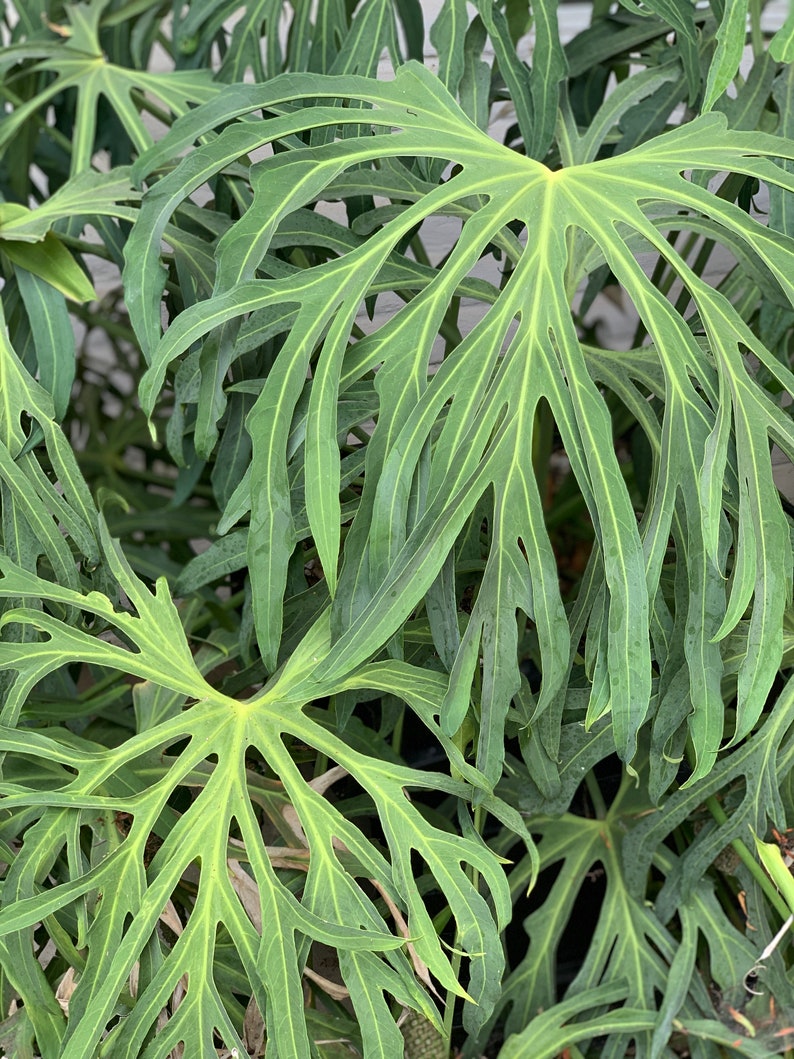Extremely RARE LIVE Anthurium Podophyllum Plant for Sale ...