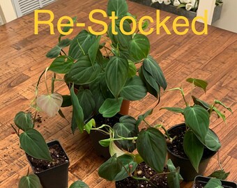 Philodendron Etsy