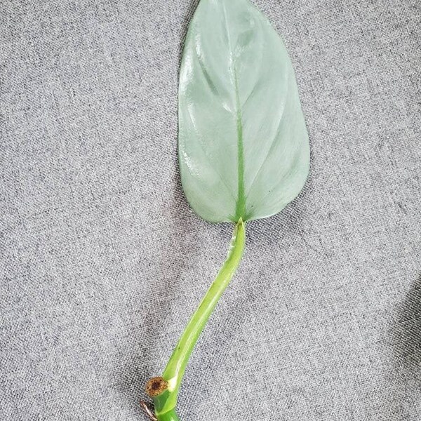 Cuttings! Philodendron Hastatum, Philodendron Silver Sword cuttings.