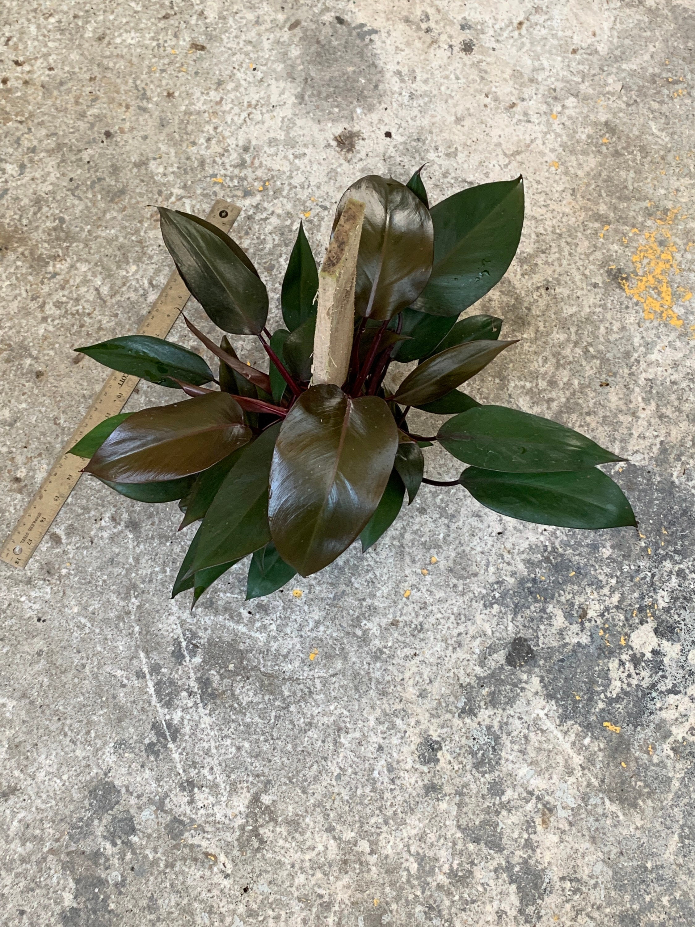 Established Plant Pictured Plant BMB9 Rare Philodendron Bloody Mary FULL 6up a board Beautiful Dark Foliage Multiple Growth Points Established Plant Pictured Plant BMB9 Rare Philodendron Bloody Mary FULL 6up a board Beautiful Dark Foliage Multiple Growth Points