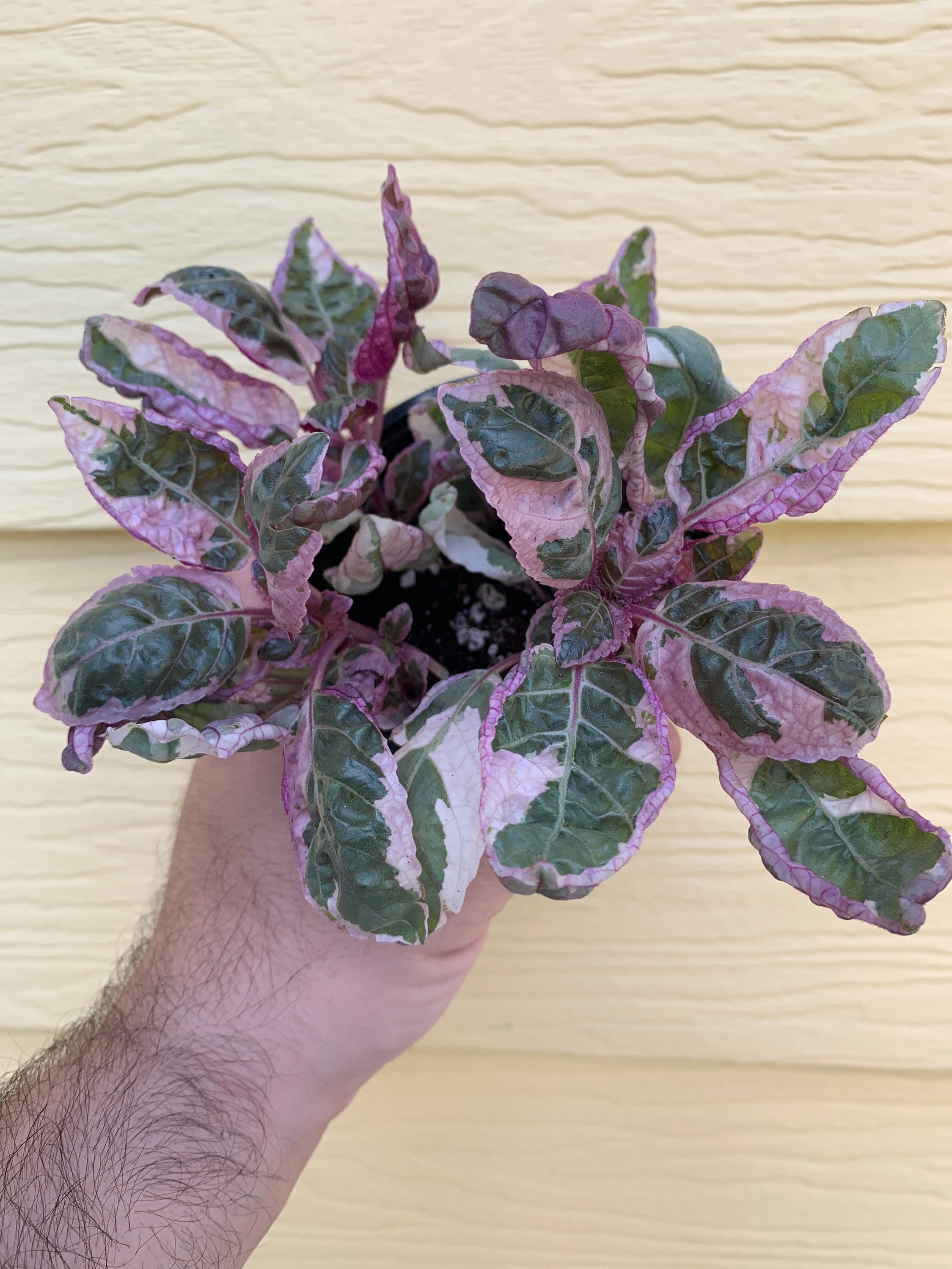 Snow White Waffle Plant Hemigraphis Alternata exotica Etsy