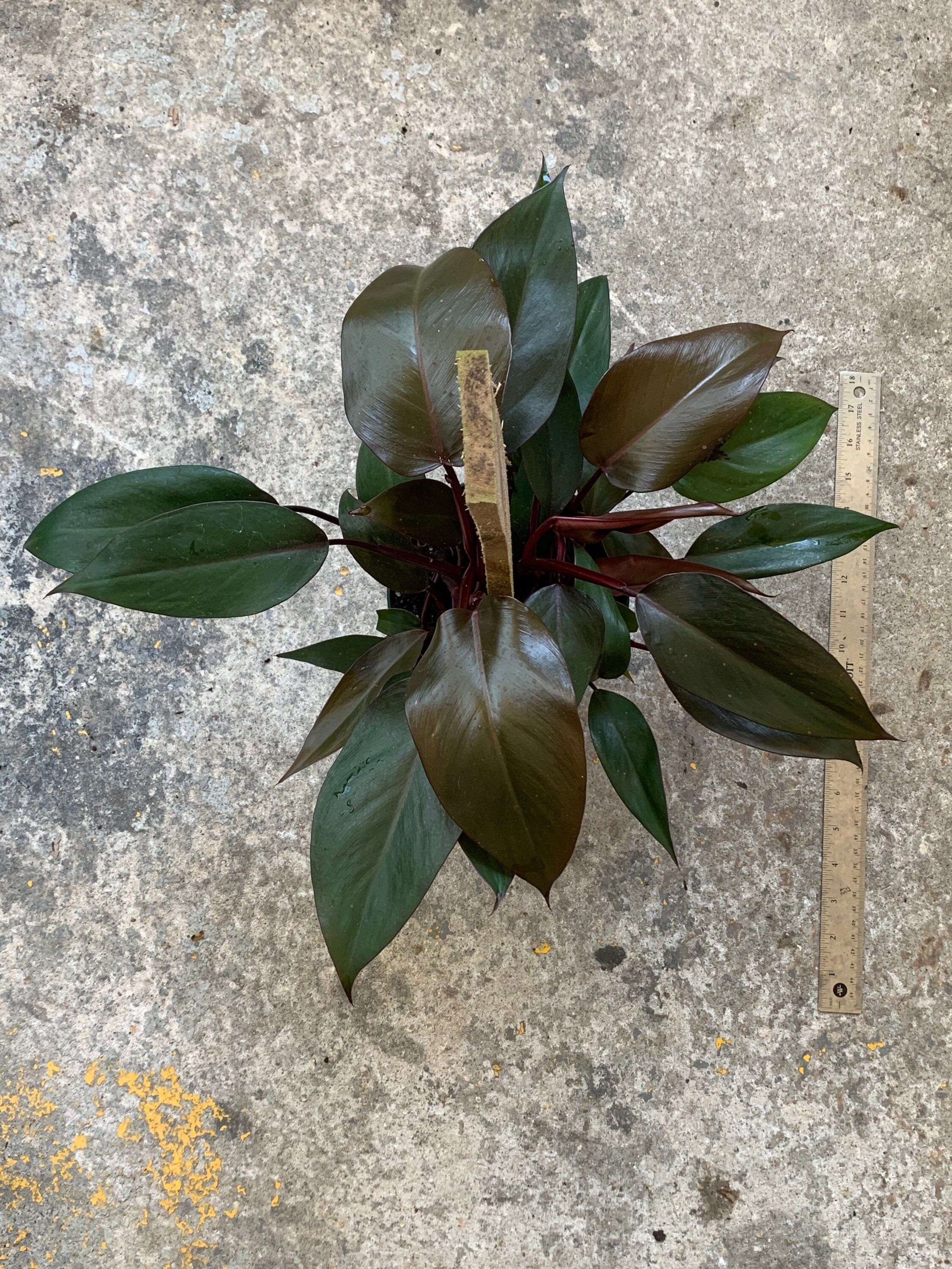 Established Plant Pictured Plant BMB9 Rare Philodendron Bloody Mary FULL 6up a board Beautiful Dark Foliage Multiple Growth Points Established Plant Pictured Plant BMB9 Rare Philodendron Bloody Mary FULL 6up a board Beautiful Dark Foliage Multiple Growth Points