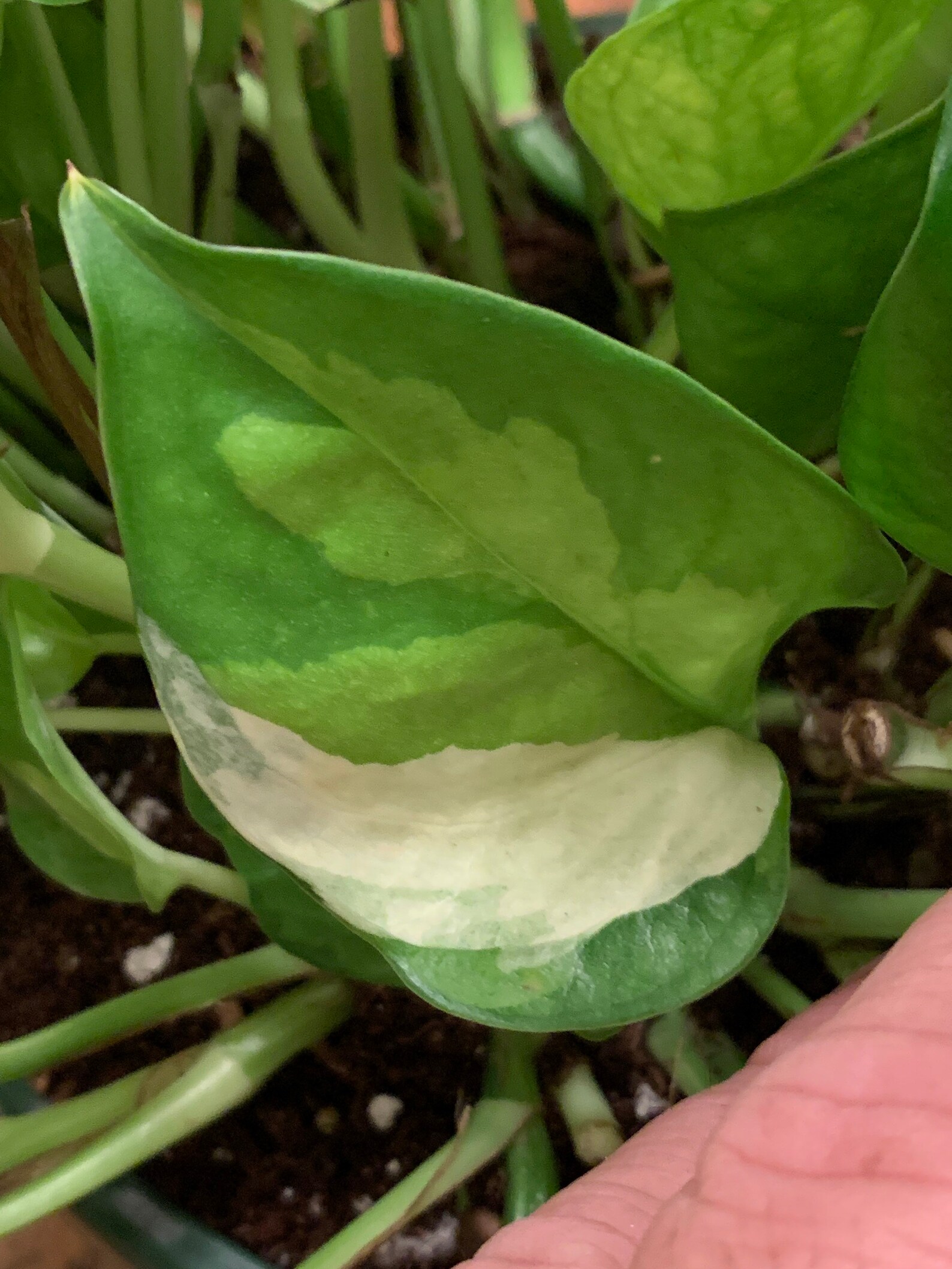 Global Green Pothos Epipremnum Aureum 8 FULL hanging Etsy