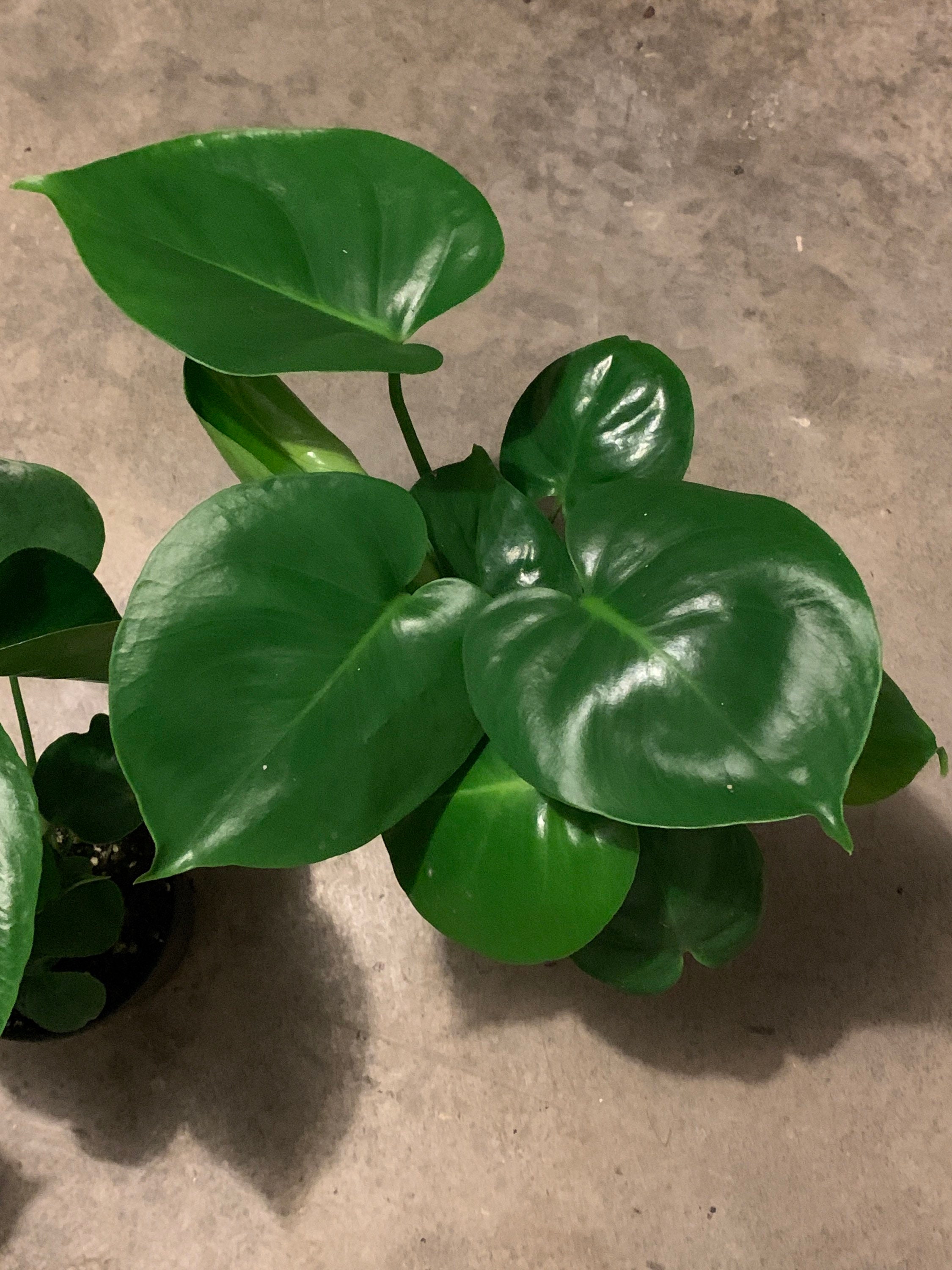 Monstera Deliciosa Baby. Cute Starter Plant Shipped in 4 Etsy
