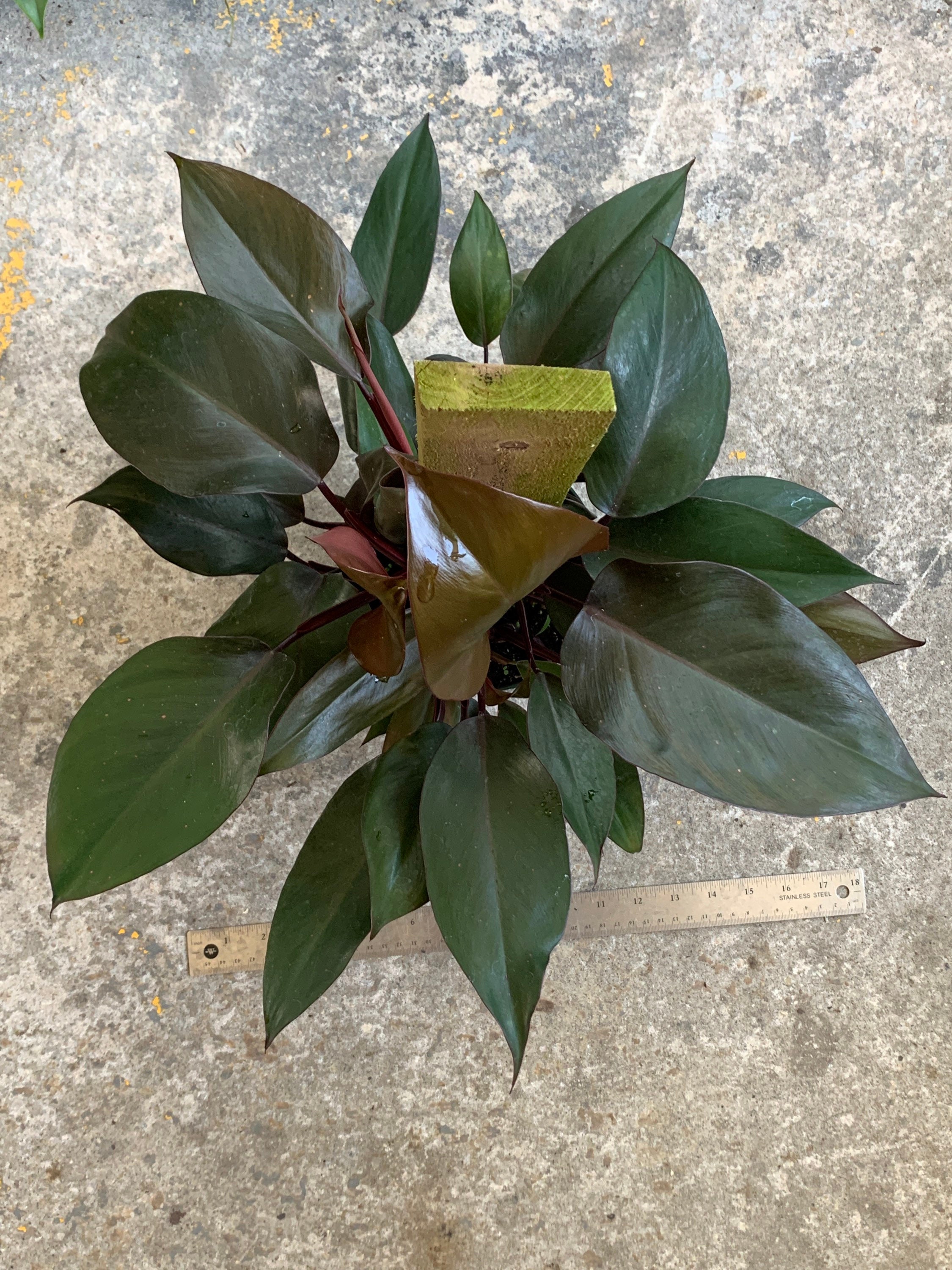 Established Plant Pictured Plant BMB9 Rare Philodendron Bloody Mary FULL 6up a board Beautiful Dark Foliage Multiple Growth Points Established Plant Pictured Plant BMB9 Rare Philodendron Bloody Mary FULL 6up a board Beautiful Dark Foliage Multiple Growth Points