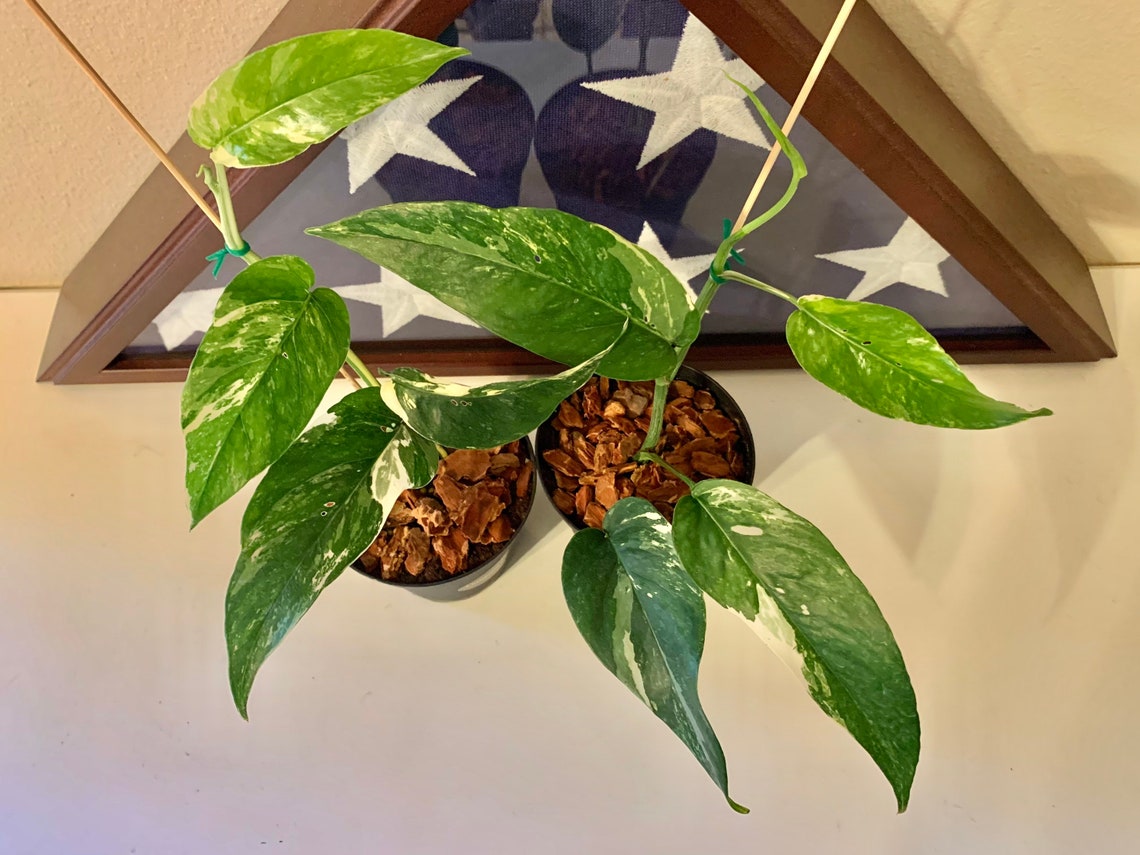 US Seller RARE Variegated Cebu Blue Pothos 4 live pictured Etsy