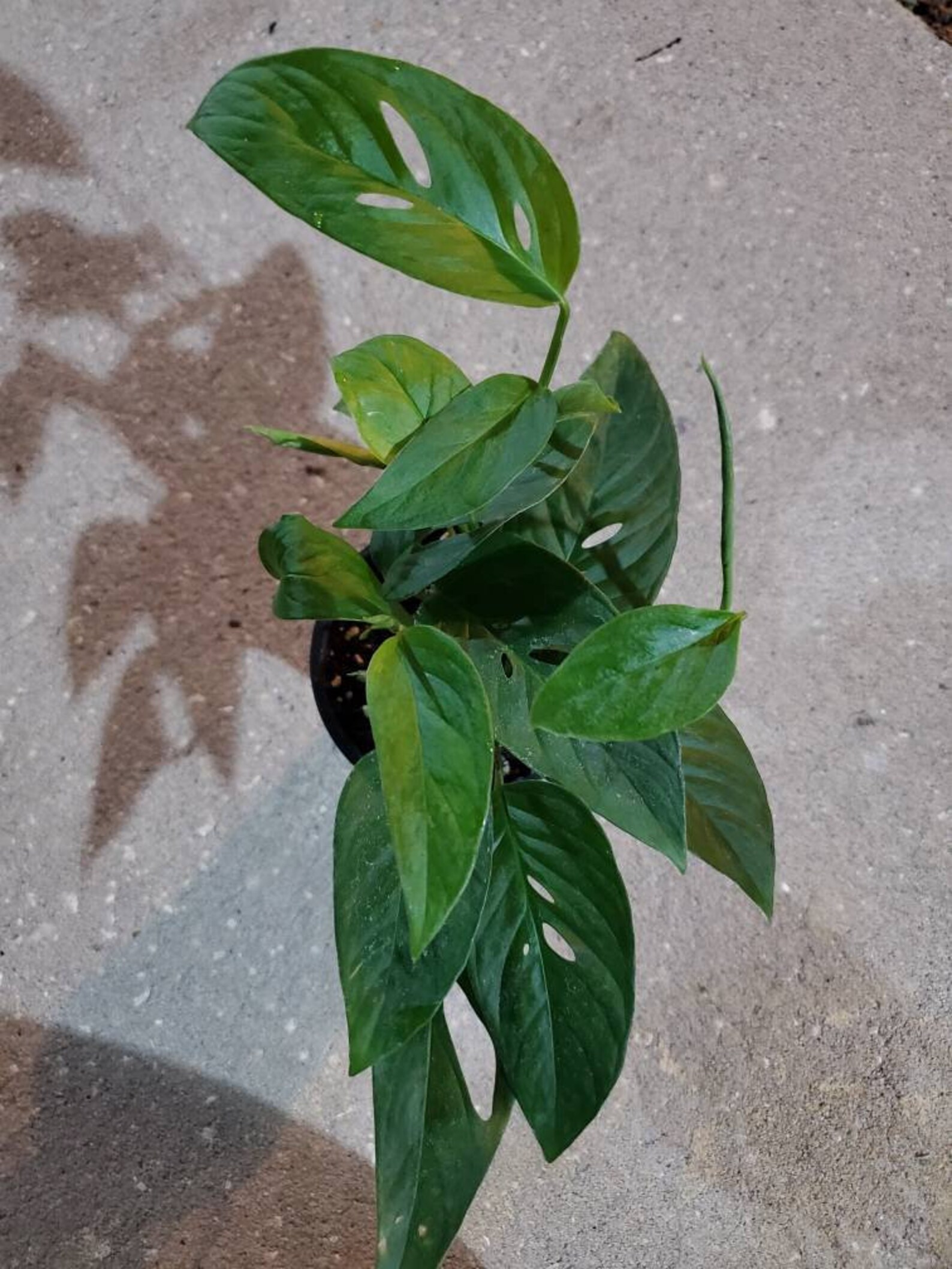 Monstera Adansonii Narrow Form Swiss cheese plant Live Etsy